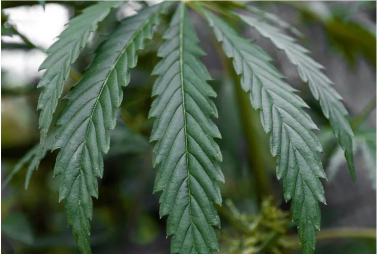 La planta de cáñamo (Cannabis sativa) — fuente primaria de CBD