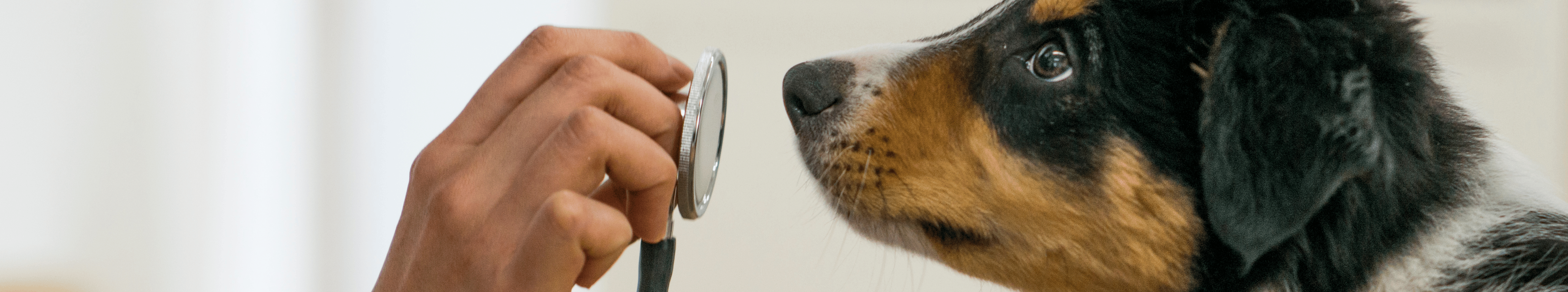 En este momento estás viendo ¿El aceite de CBD puede ayudar a los perros con epilepsia?